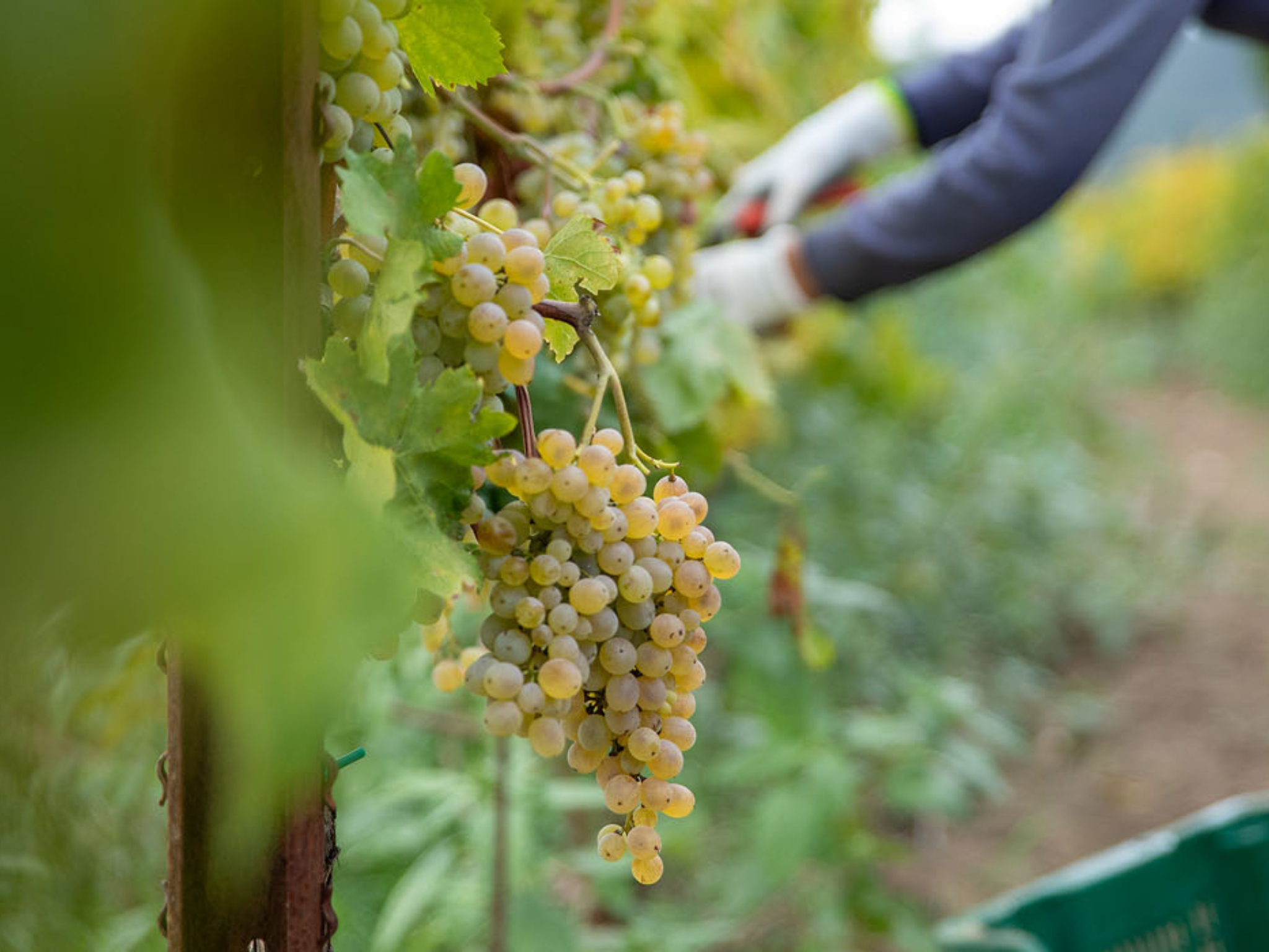 Degustazione di Vini - Wine Tour