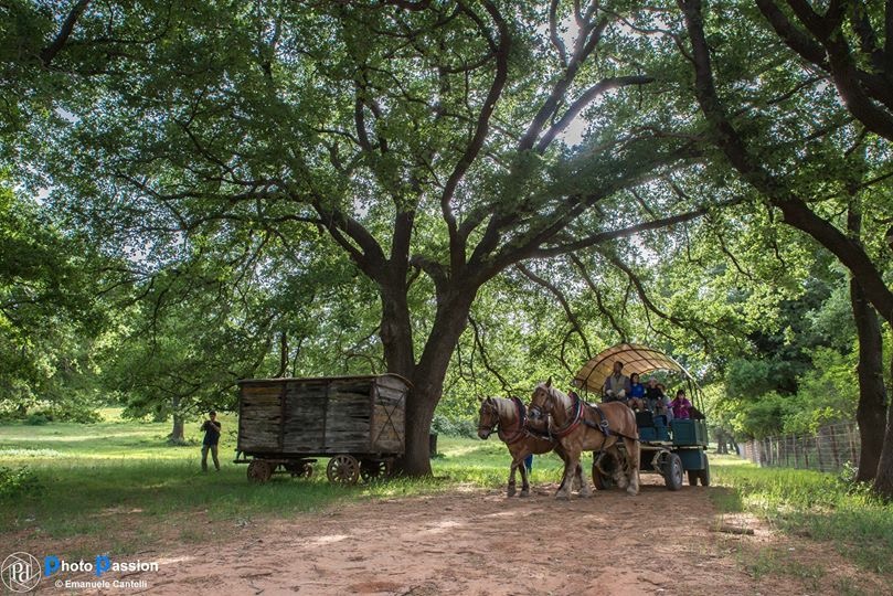 In Carrozza nel Parco della Maremma