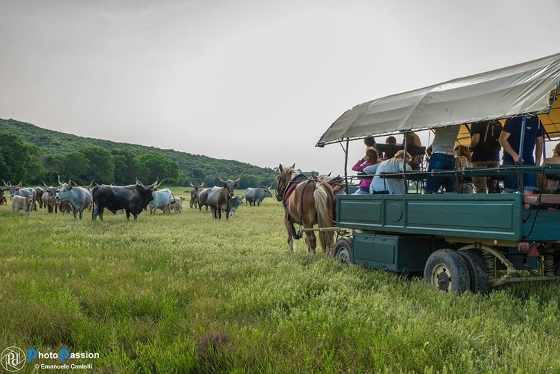 In Carrozza nel Parco della Maremma