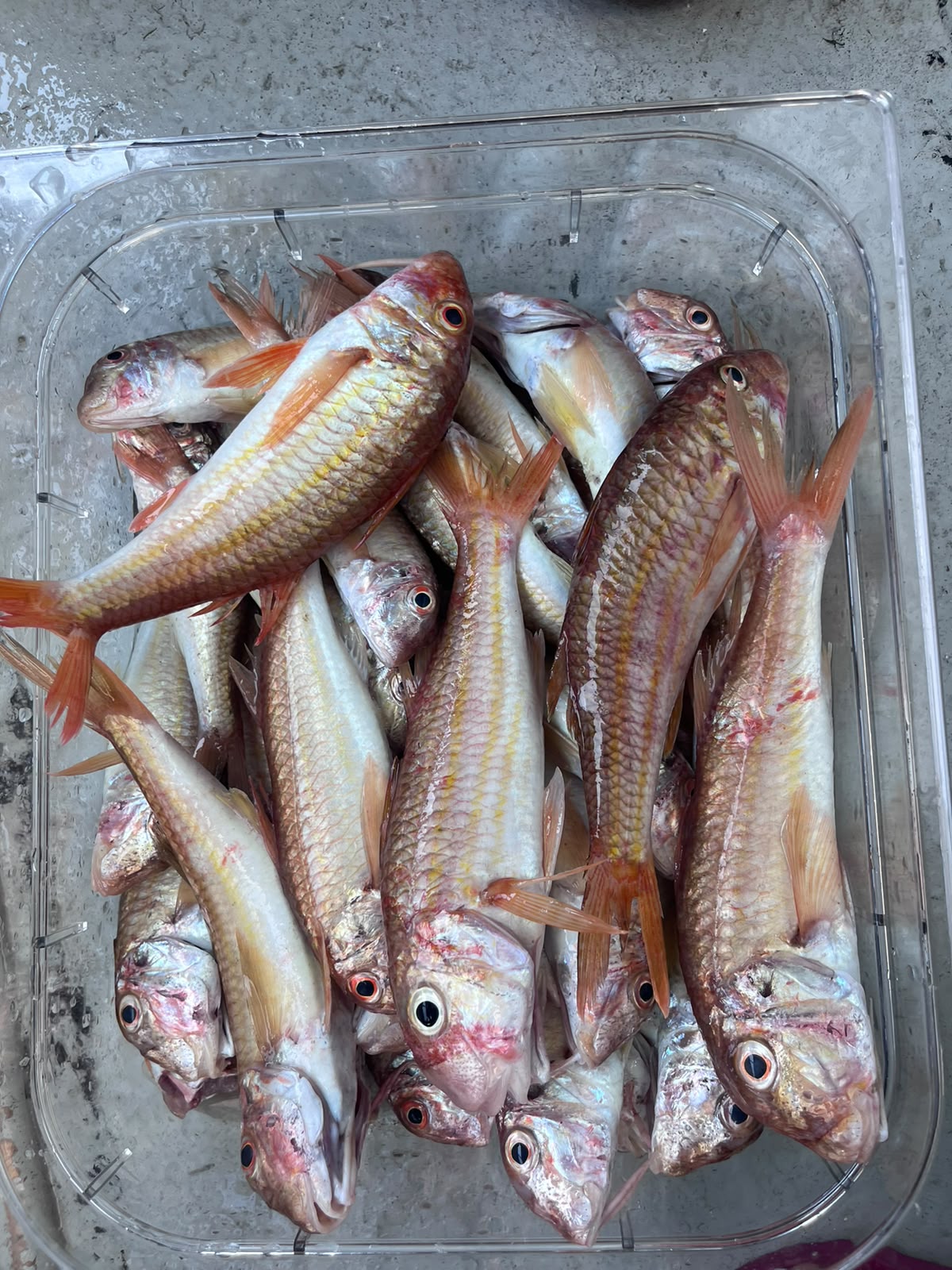 Pescaturismo all'Argentario Dal Mare al Piatto