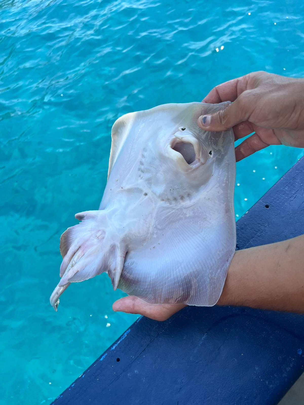 Pescaturismo all'Argentario Dal Mare al Piatto