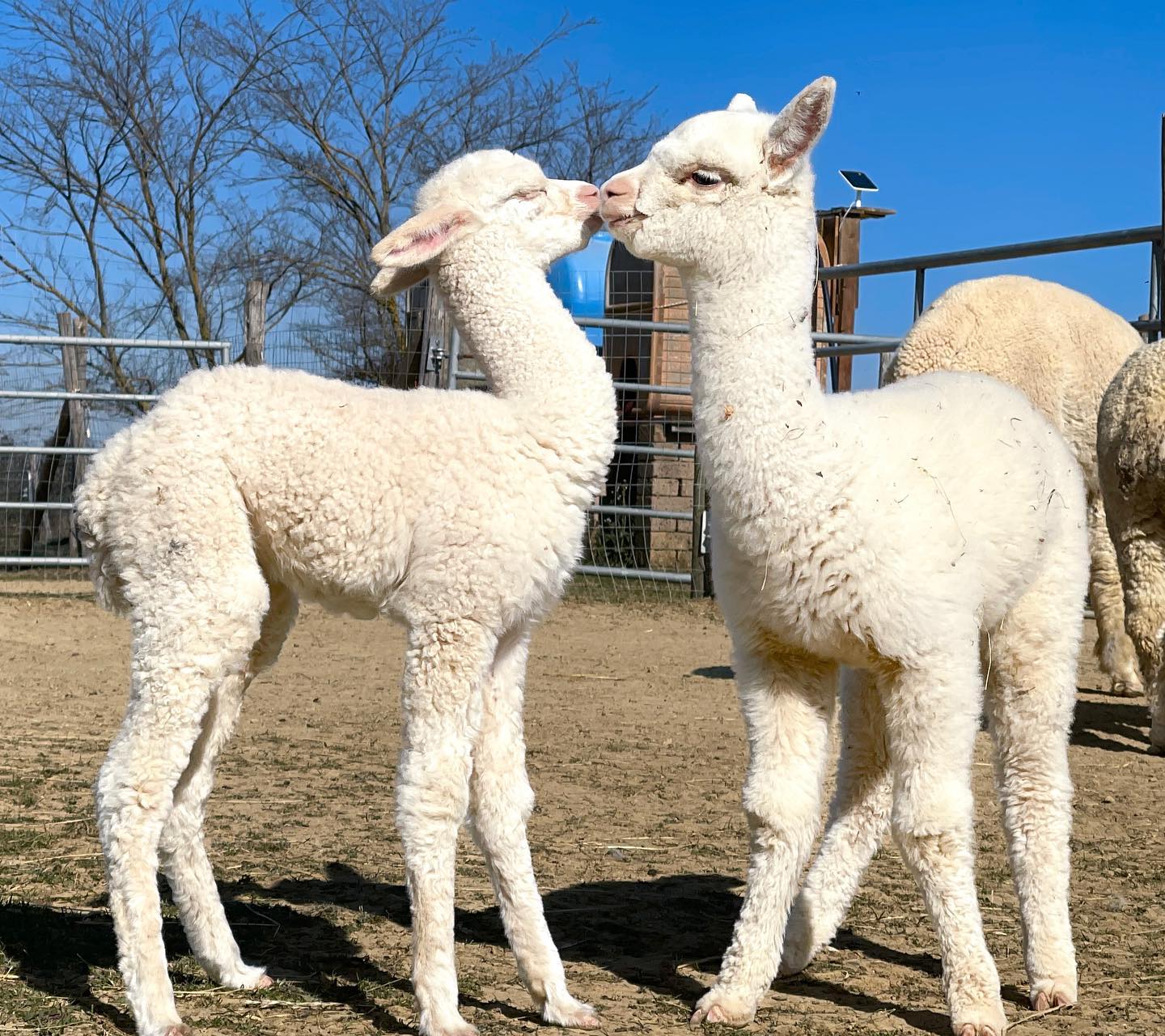 Gli Alpaca si innamorano
