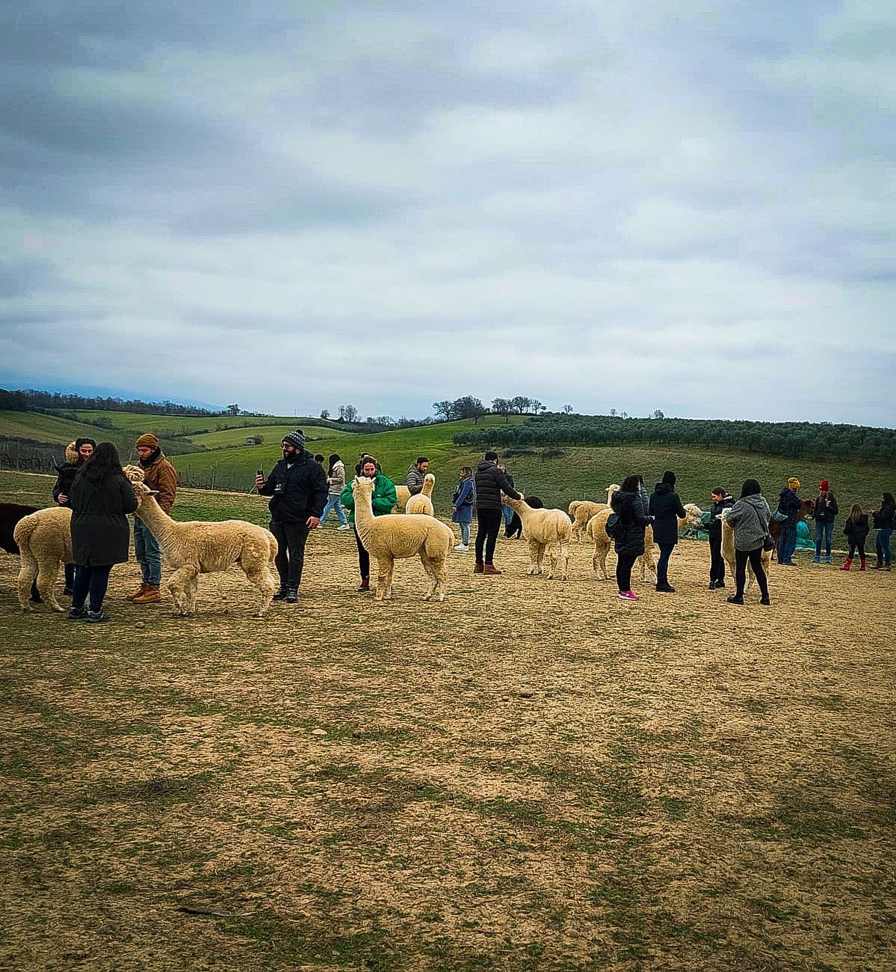 Passeggiata e Visita alla Fattoria degli Alpaca